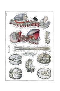 Neurographie Notebook