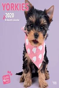 YORKIES 2020 SQUARE WALL CALENDAR STUDIO