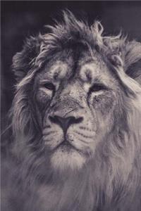 Lion Notebook