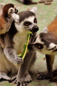 Ring Tailed Lemur Family Journal