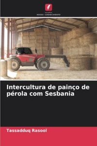 Intercultura de painço de pérola com Sesbania