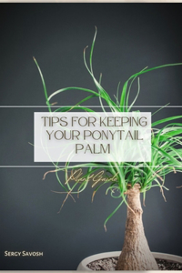 Tips for Keeping Your Ponytail Palm