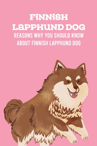 Finnish Lapphund Dog