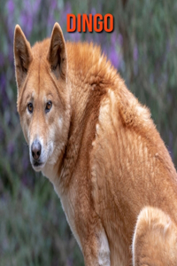 Dingo