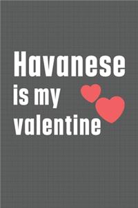 Havanese is my valentine