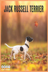 Jack Russell Terrier