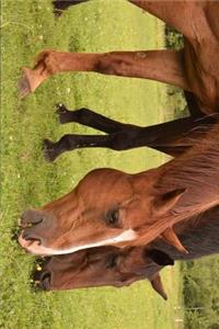 A Pair of Stallion Horses Munching Grass Journal