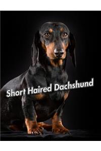 Short Haired Dachshund