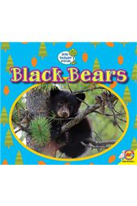 Black Bears