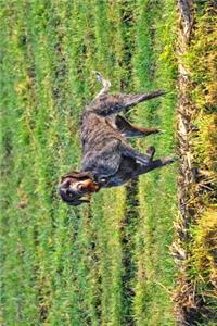 The German Wirehaired Pointer Dog Journal