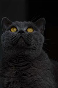 British Shorthair Cat Portrait Journal