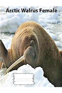 Arctic Walrus Female collegeruledlinepaper Composition Book
