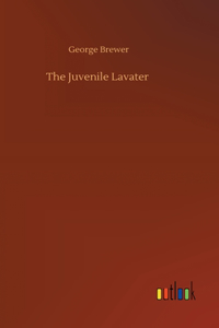 Juvenile Lavater