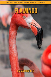 Flamingo: Amazing Photos and Fun Facts about Flamingo