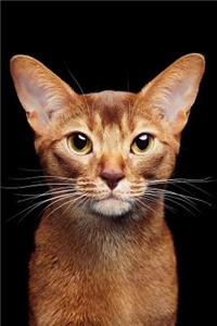 Abyssinian