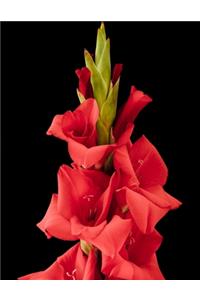 Gladiolus Gardening Journal