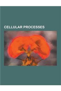 Cellular Processes: Cell Cycle, Meiosis, Cell Division, Exocytosis, Endocytosis, Necrosis, Chromosomal Crossover, Cellular Differentiation
