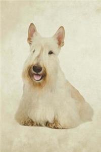 Scottish Terrier