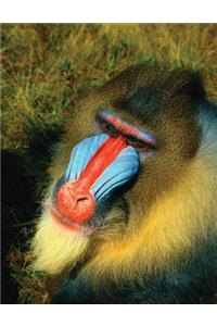 Mandrill Blank Sketchbook