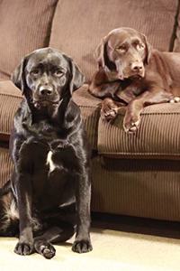 2020 Daily Planner Cute Labrador Retrievers 388 Pages