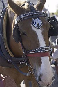 2020 Weekly Planner Horse Photo Equine Carriage Horse 134 Pages