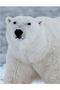 Polar Bear Notebook Large Size 8.5 x 11 Ruled 150 Pages Softcover
