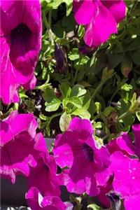 Beautiful Summer Geraniums 2019 Weekly Planner 134 Pages