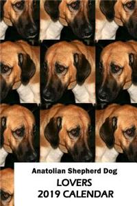 Anatolian Shepherd Dog Lovers 2019 Calendar