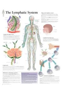 Lymphatic System Chart