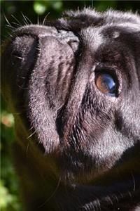 A Pug Looking Up Journal