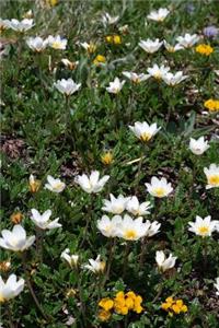 Dryas Octopetala Mountain Flower Blossom Journal