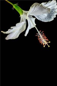 White Hibiscus Flower Isolated on Black Journal