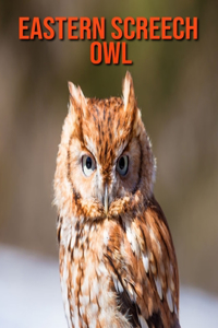 Eastern Screech Owl