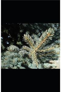 Spruce Bough Poems