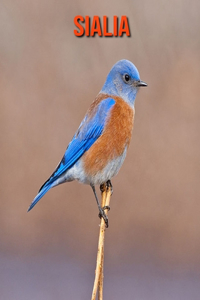 Sialia