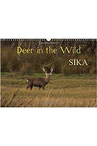 Deer in the Wild Sika 2017