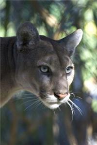 Puma Portrait Journal