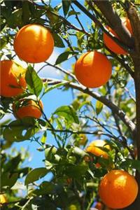 A View of Oranges Hanging on a Tree at Sunset in Israel Journal