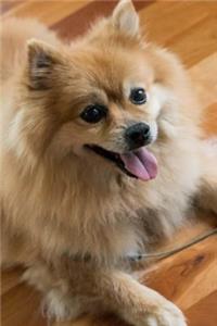 Fluffy Happy Pomeranian Dog Pet Journal