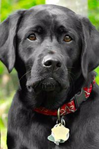 2020 Daily Planner Dogs Puppies Retrievers Black Lab 388 Pages