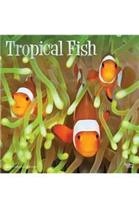 Tropical Fish 2020 Square Foil