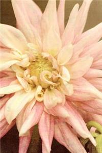 Pale Pink Dahlia - Blank Notebook
