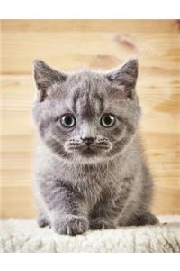 Cute Kitten