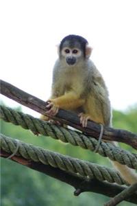 Squirrel Monkey Animal Journal
