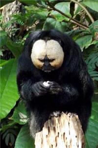 White-Faced Saki Monkey Journal