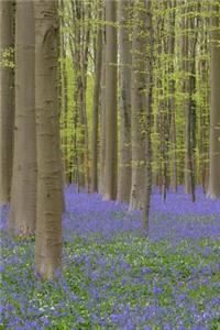 A River of Bluebell Flowers Through the Forest in Spring Journal