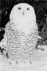 Journal Winter Snow Owl
