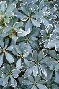 Lovely Gray-Green Foliage Garden Journal