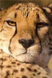 This Cheetah Is Not Amused Journal