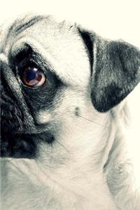 Pug Dog Notebook
